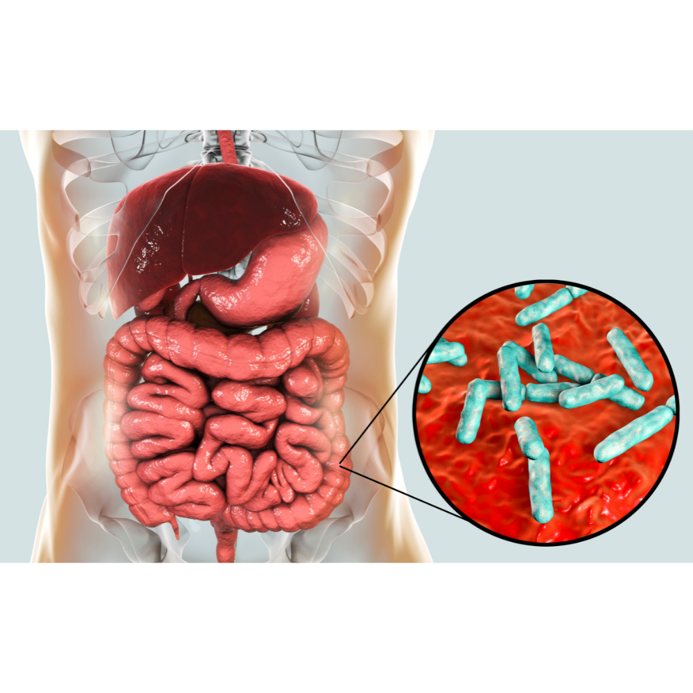 sequenciamento genético e análise da microbiota intestinal