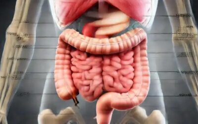 Saúde intestinal: como prevenir doenças e melhorar sua qualidade de vida