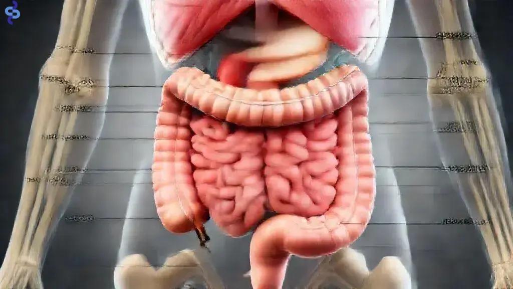 Saúde intestinal: como prevenir doenças e melhorar sua qualidade de vida