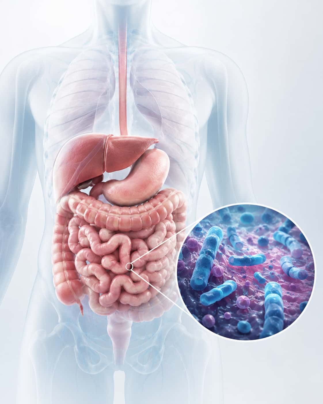 Microbiota Intestinal Microbiota Intestinal análise na Clínica RL Pandini